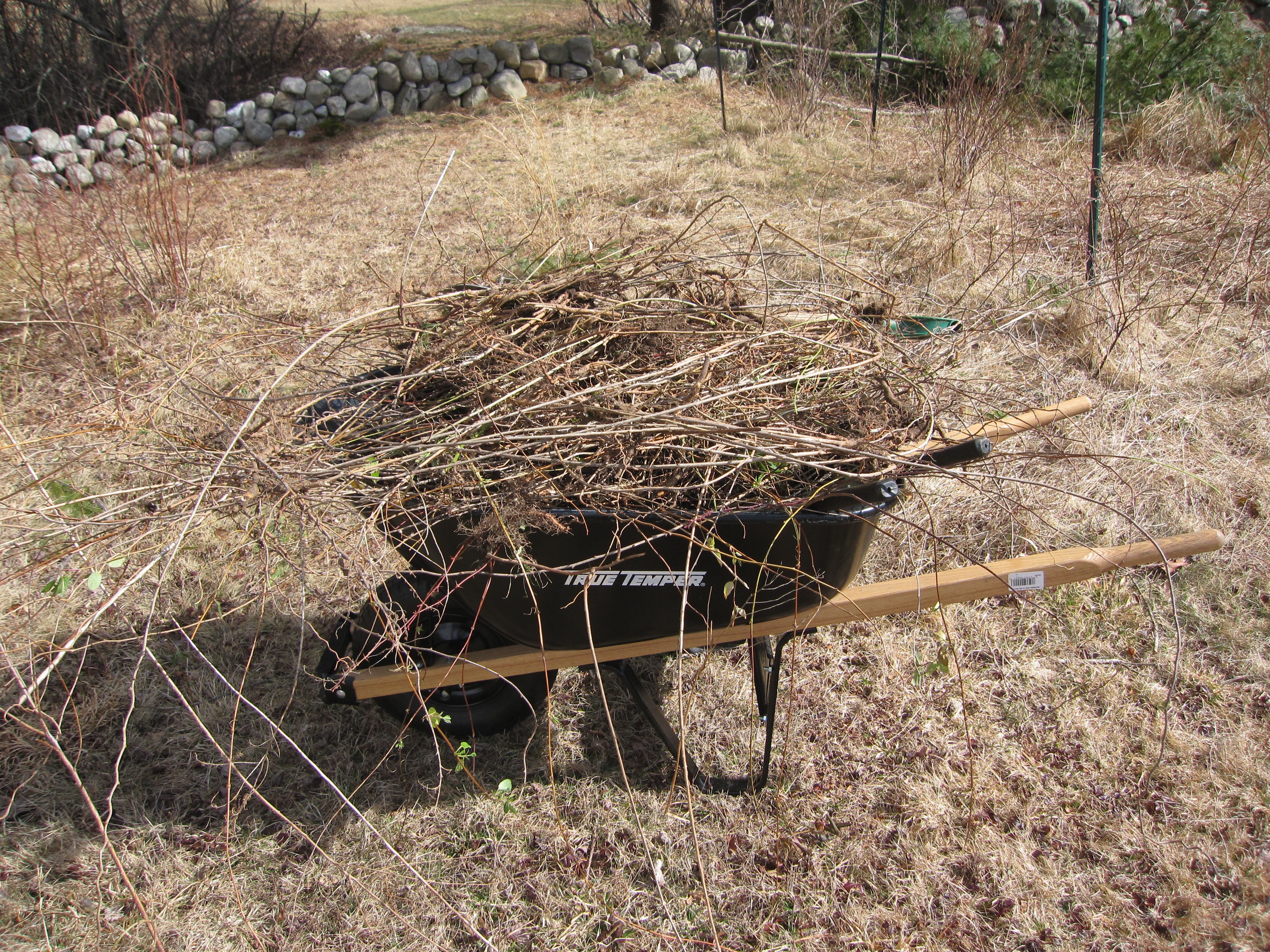 One of two wheel barrows of bittersweet roots