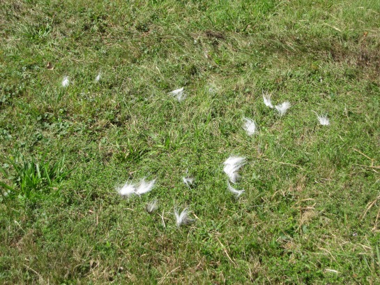 White fur from the deer's tail