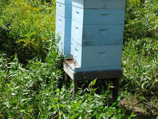Entrance to bee hives in September 2015
