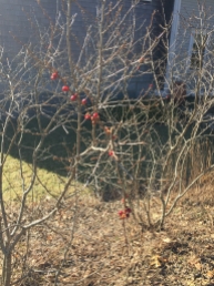 Winterberry after feast